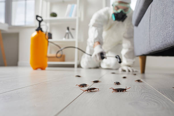 Commercial Kitchen Cockroach Control in Tama